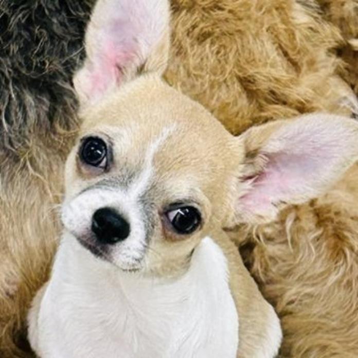 チワワ(スムース)(1061)の子犬情報