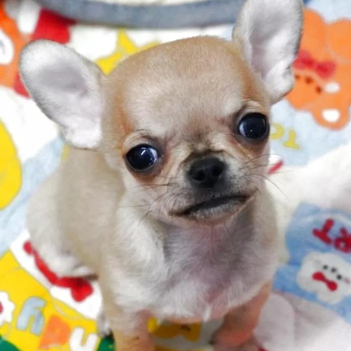 チワワ(スムース)(東京都・男の子・2026/01/28・フォーン)の子犬情報! | 中村 智子ブリーダー(1252)