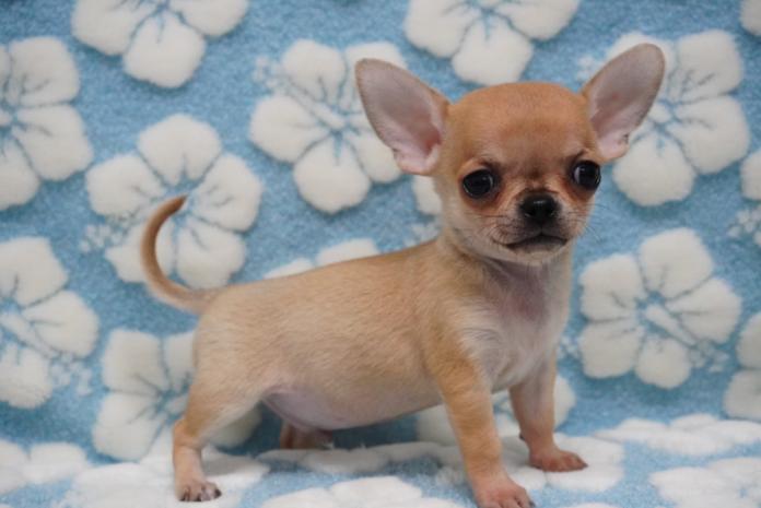 チワワ(スムース)(1252)の子犬情報