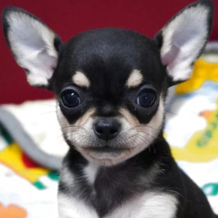チワワ(スムース)(東京都・男の子・2026/01/28・ブラックタン)の子犬情報! | 中村 智子ブリーダー(1253)