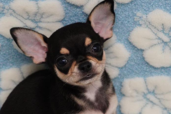 チワワ(スムース)(東京都・男の子・2026/01/28・ブラックタン)の子犬情報! | 中村 智子ブリーダー(1253)