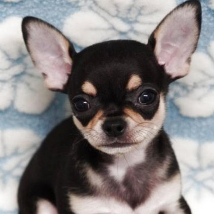 チワワ(スムース)(1253)の子犬情報