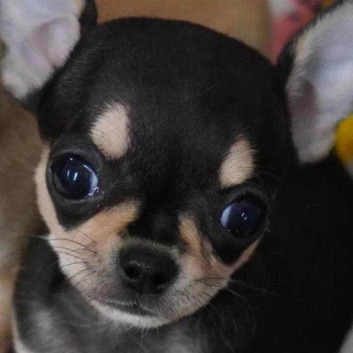 チワワ(スムース)(東京都・女の子・2026/01/28・ブラックタン)の子犬情報! | 中村 智子ブリーダー(1254)