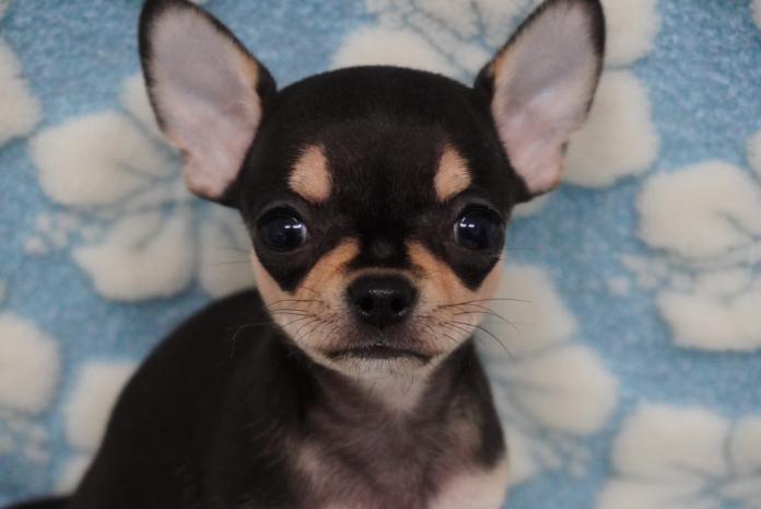 チワワ(スムース)(1254)の子犬情報