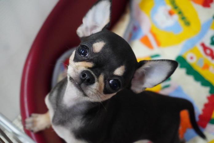 チワワ(スムース)(東京都・女の子・2026/01/28・ブラックタン)の子犬情報! | 中村 智子ブリーダー(1254)