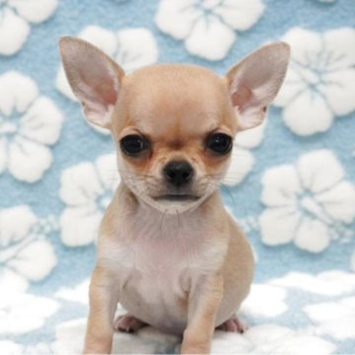 チワワ(スムース)(1310)の子犬情報