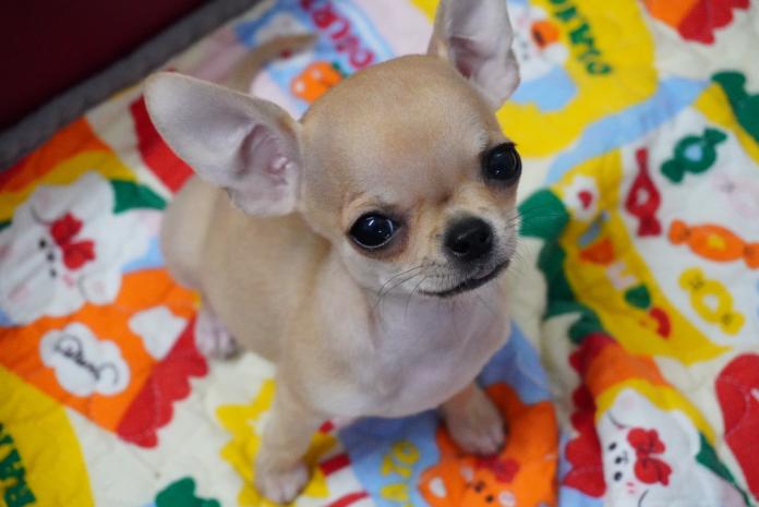 チワワ(スムース)(東京都・女の子・2026/01/28・フォーン)の子犬情報! | 中村 智子ブリーダー(1310)