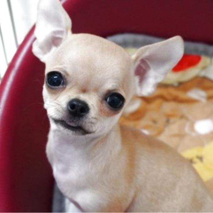 チワワ(スムース)(1310)の子犬情報