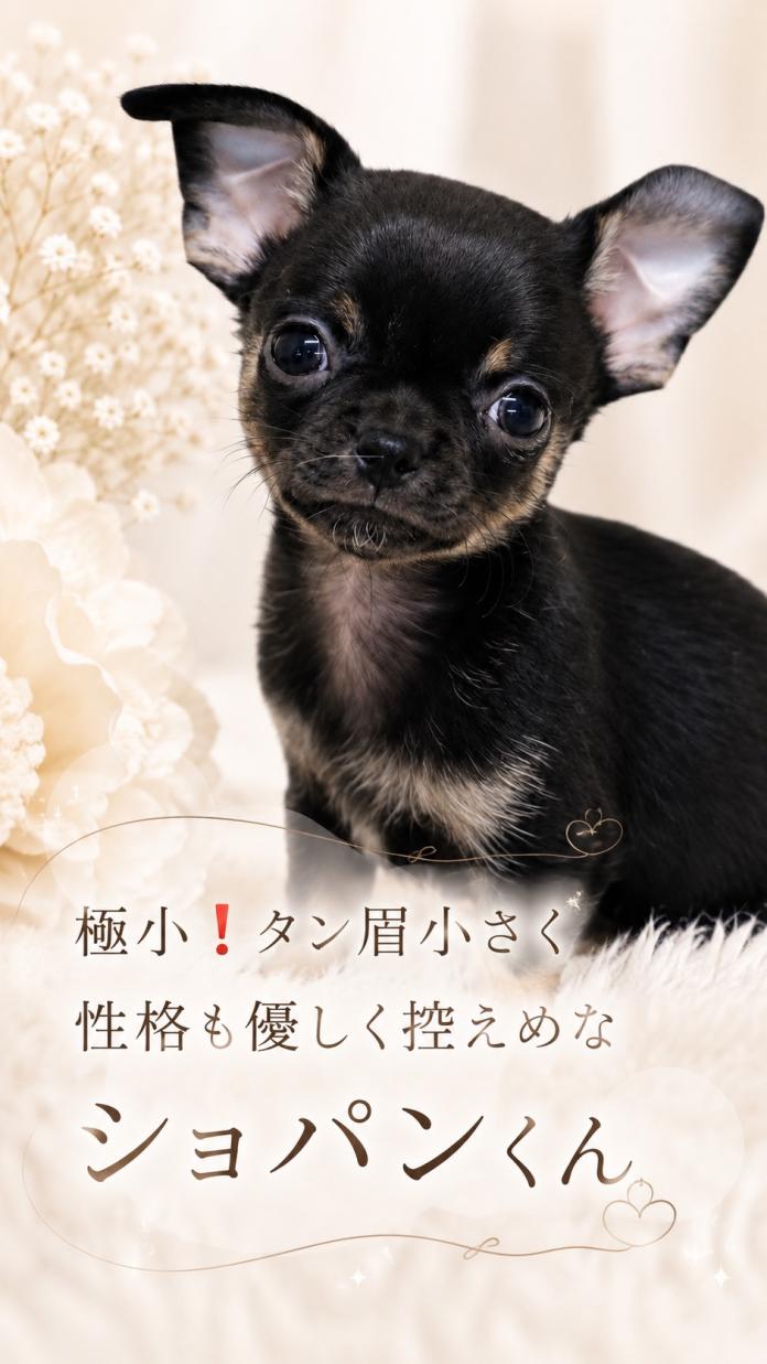 チワワ(スムース)(1419)の子犬情報