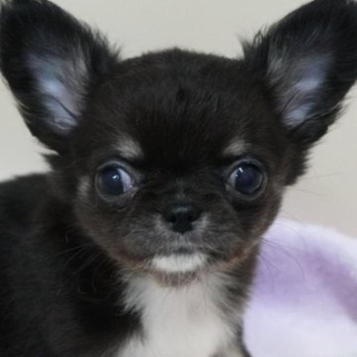 チワワ(ロング)(1718)の子犬情報