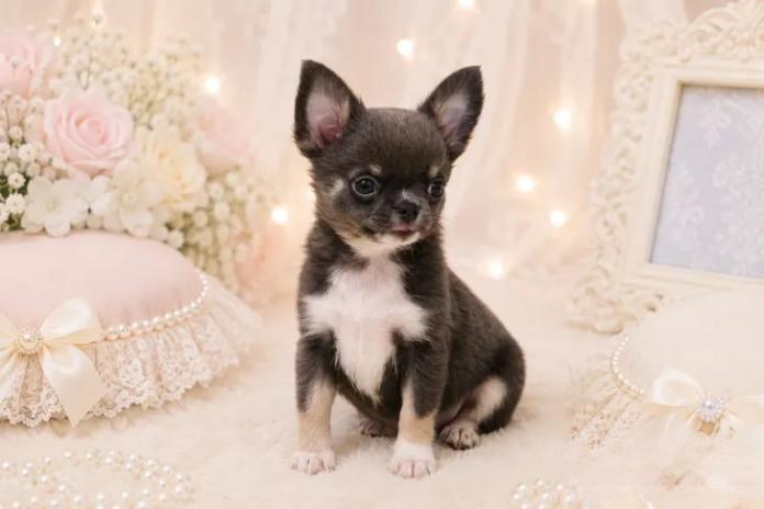 チワワ(ロング)(1719)の子犬情報