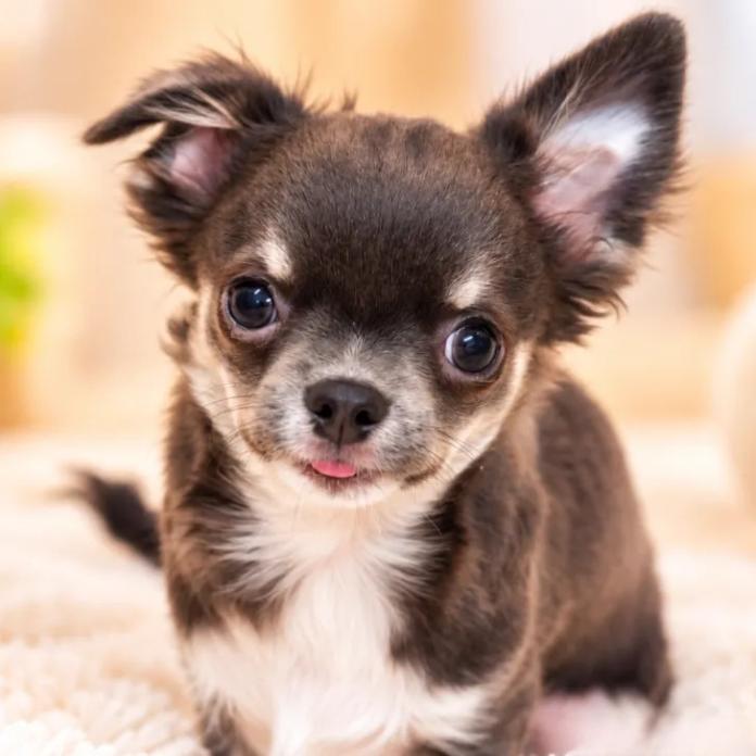 チワワ(ロング)(1719)の子犬情報