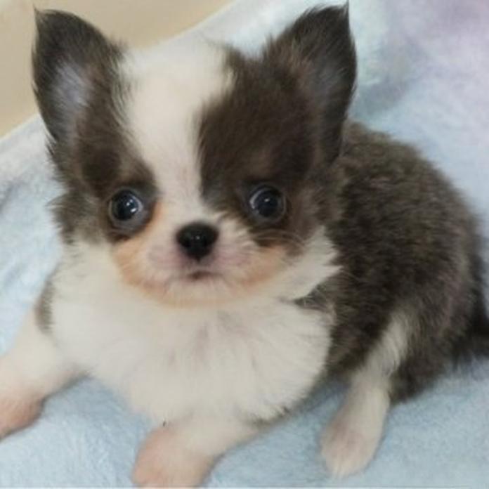チワワ(ロング)(1721)の子犬情報