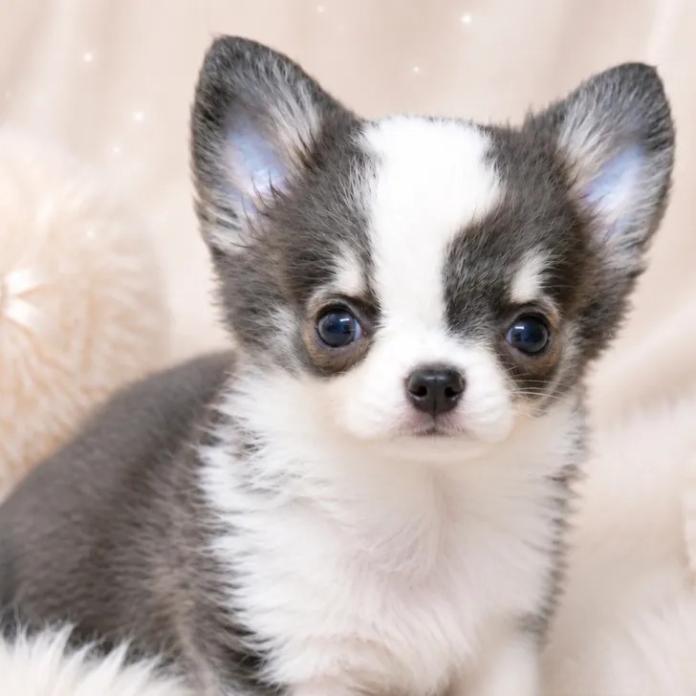 チワワ(ロング)(1721)の子犬情報