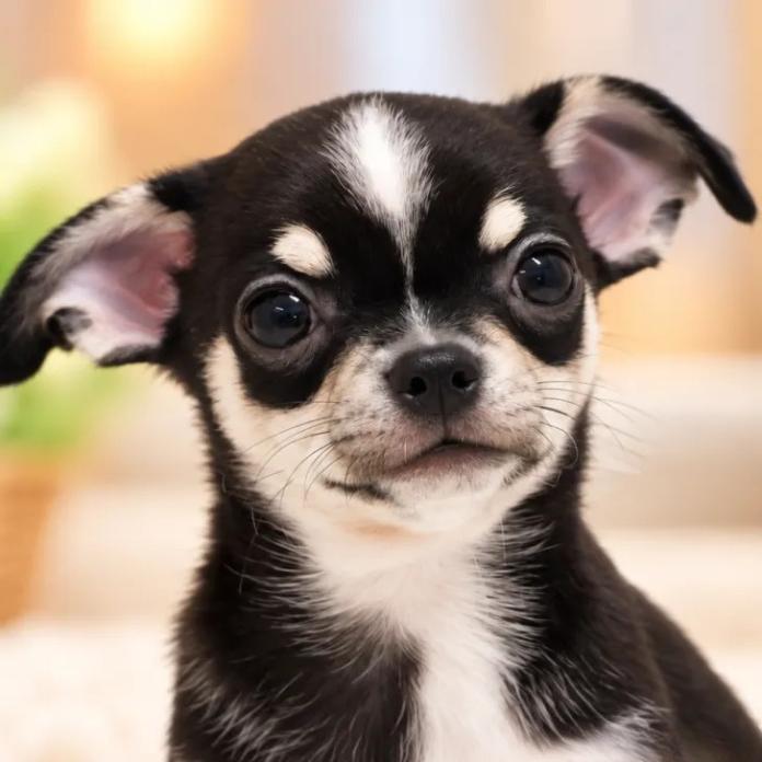 チワワ(スムース)(2043)の子犬情報