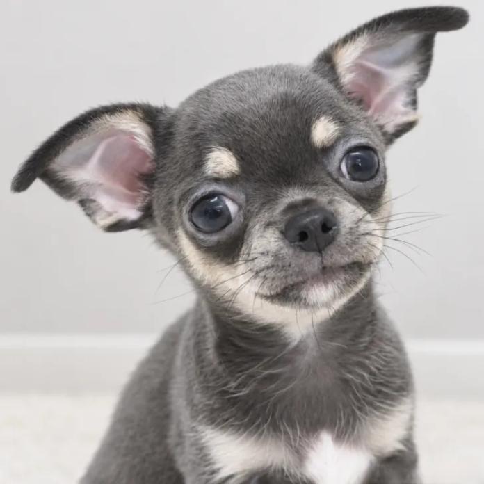 チワワ(スムース)(2044)の子犬情報