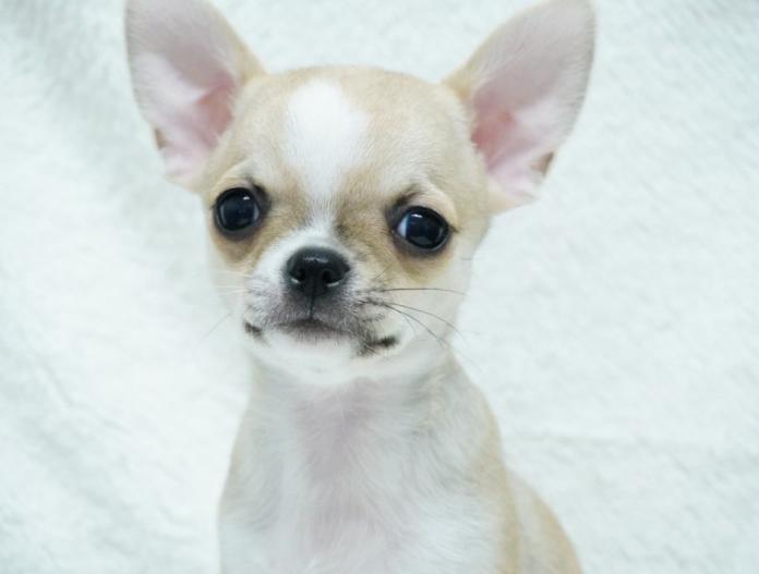 チワワ(スムース)(東京都・男の子・2025/02/26・フォーン&ホワイト)の子犬情報! | 中村 智子ブリーダー(300)