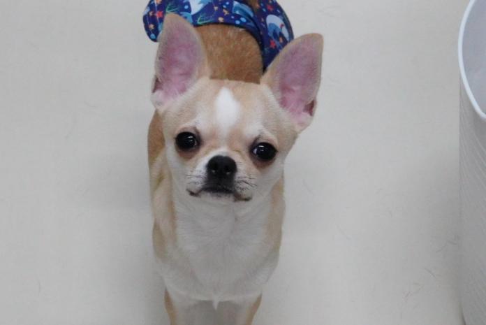 チワワ(スムース)(東京都・男の子・2025/02/26・フォーン&ホワイト)の子犬情報! | 中村 智子ブリーダー(300)