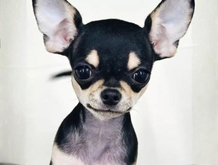 チワワ(スムース)(東京都・男の子・2025/06/25・ブラックタン)の子犬情報! | 中村 智子ブリーダー(728)