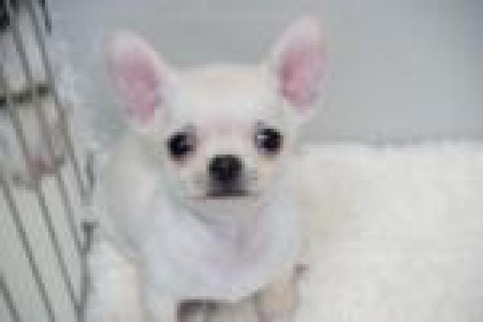 チワワ(東京都・男の子・2025/10/01・クリーム)の子犬情報! | 中村 智子ブリーダー(820)