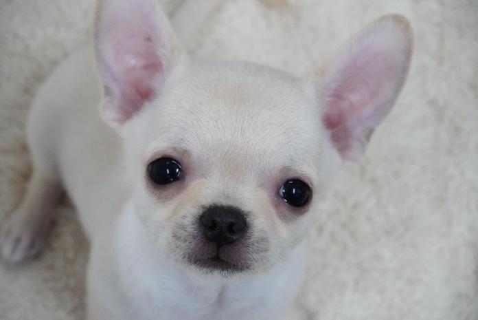 チワワ(東京都・男の子・2025/10/01・クリーム)の子犬情報! | 中村 智子ブリーダー(820)