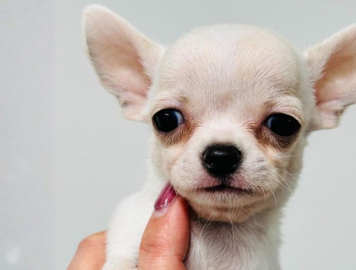 チワワ(東京都・男の子・2025/10/01・ホワイト＆クリーム)の子犬情報! | 中村 智子ブリーダー(821)