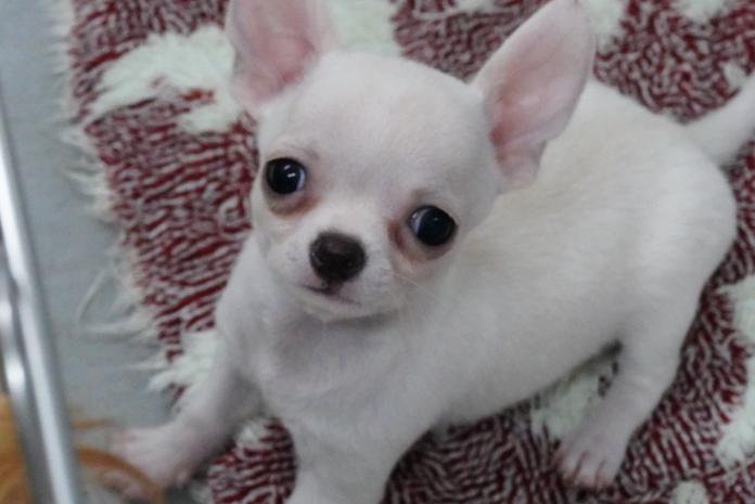 チワワ(東京都・男の子・2025/10/01・ホワイト＆クリーム)の子犬情報! | 中村 智子ブリーダー(821)