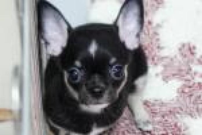 チワワ(スムース)(東京都・男の子・2025/09/24・ブラックタン＆ホワイト)の子犬情報! | 中村 智子ブリーダー(822)