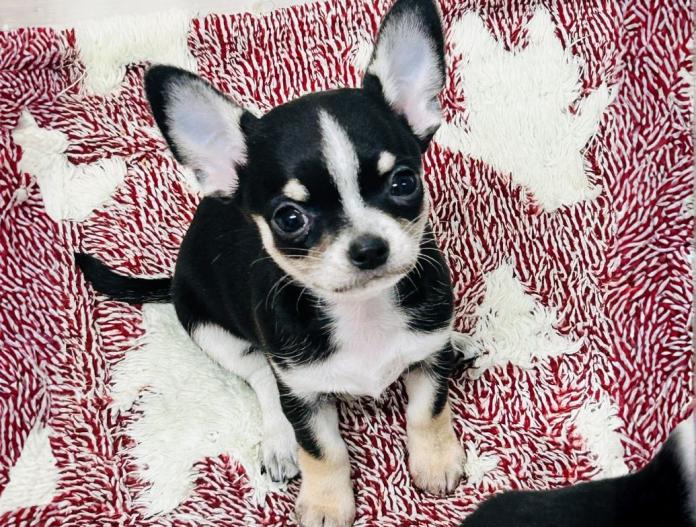 チワワ(スムース)(東京都・女の子・2025/09/24・ブラックタン＆ホワイト)の子犬情報! | 中村 智子ブリーダー(823)