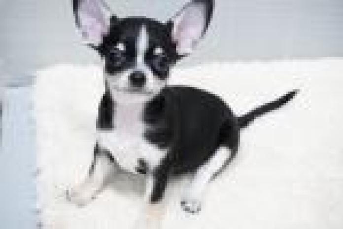 チワワ(スムース)(東京都・女の子・2025/09/24・ブラックタン＆ホワイト)の子犬情報! | 中村 智子ブリーダー(823)