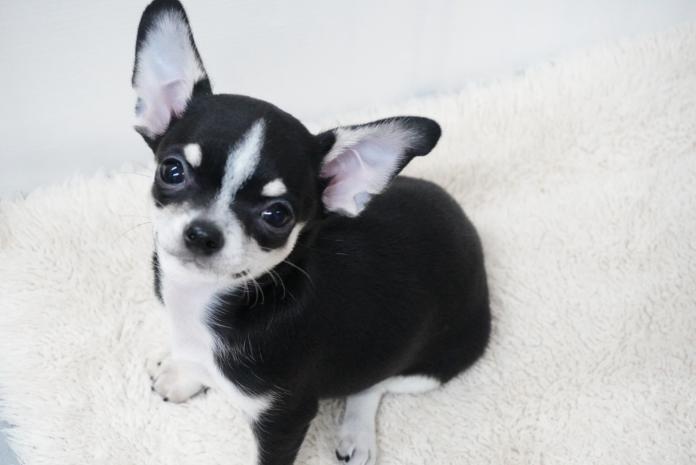 チワワ(スムース)(東京都・女の子・2025/09/24・ブラックタン＆ホワイト)の子犬情報! | 中村 智子ブリーダー(823)