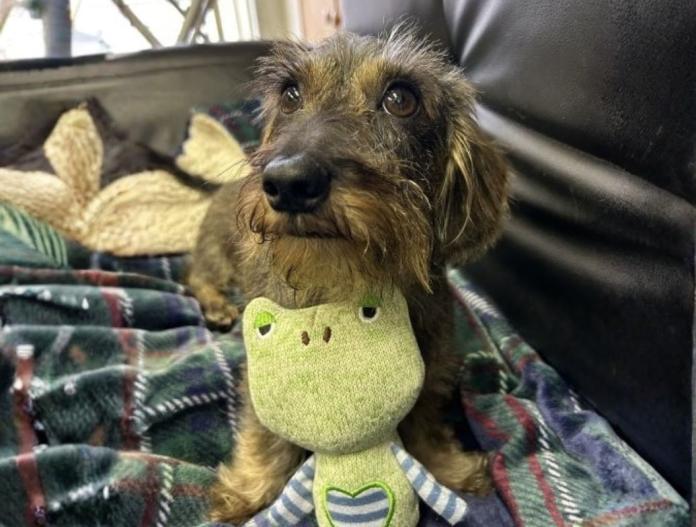 犬のプロフィール画像
