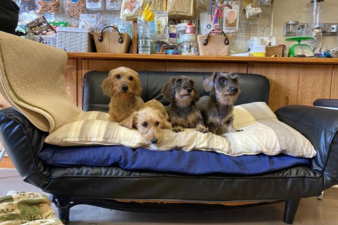 宮嵜 尚美ブリーダー(長野県)の情報・子犬一覧