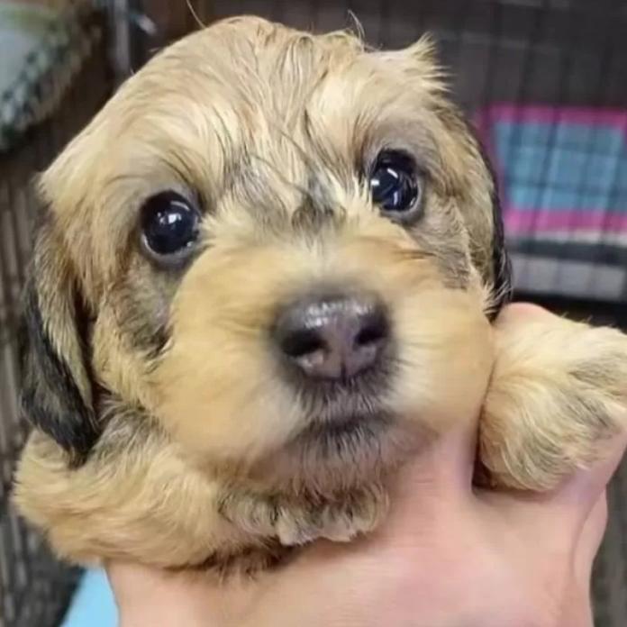 ミニチュアダックスフンド(ワイアー)(長野県・男の子・2025/12/26・レッド)の子犬情報! | 宮嵜 尚美ブリーダー(1091)