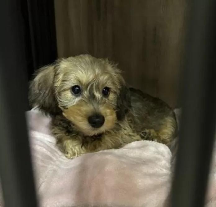 ミニチュアダックスフンド(ワイアー)(長野県・男の子・2025/12/26・レッド)の子犬情報! | 宮嵜 尚美ブリーダー(1091)