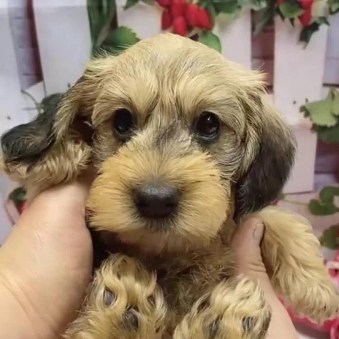 ミニチュアダックスフンド(ワイアー)(長野県・男の子・2025/12/26・レッド)の子犬情報! | 宮嵜 尚美ブリーダー(1091)