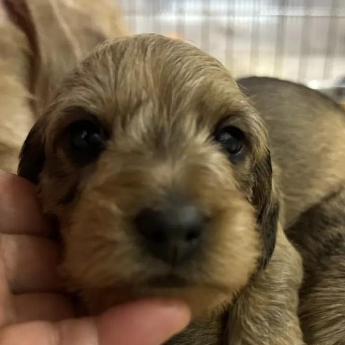 ミニチュアダックスフンド(ワイアー)(長野県・男の子・2025/12/26・レッド)の子犬情報! | 宮嵜 尚美ブリーダー(1092)