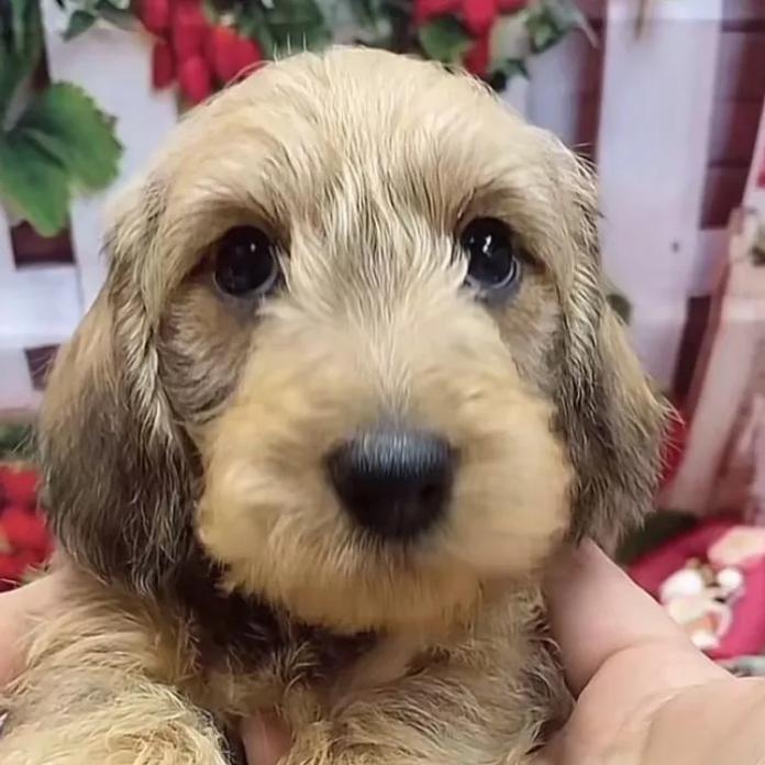 ミニチュアダックスフンド(ワイアー)(長野県・男の子・2025/12/26・レッド)の子犬情報! | 宮嵜 尚美ブリーダー(1092)