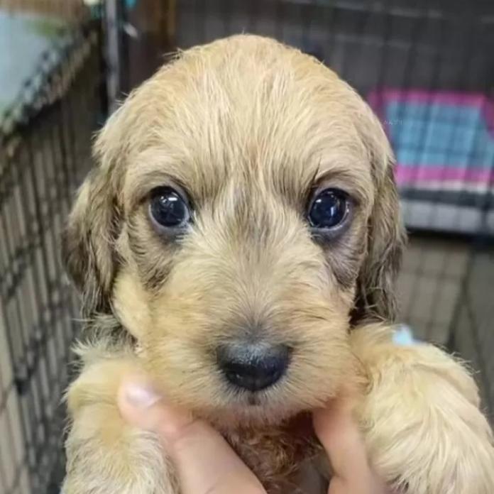 ミニチュアダックスフンド(ワイアー)(長野県・男の子・2025/12/26・レッド)の子犬情報! | 宮嵜 尚美ブリーダー(1092)