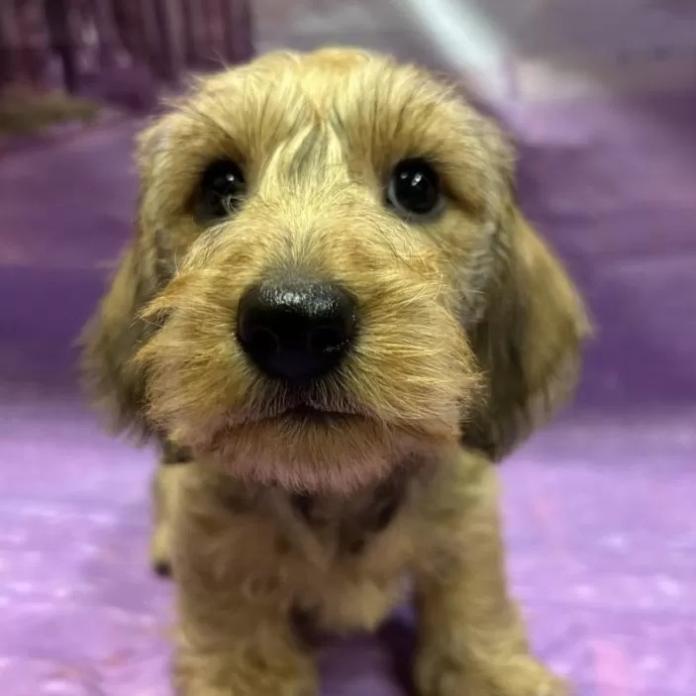 ミニチュアダックスフンド(ワイアー)(長野県・男の子・2025/12/26・レッド)の子犬情報! | 宮嵜 尚美ブリーダー(1092)