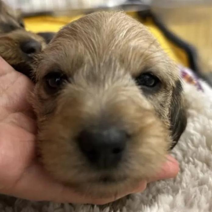 ミニチュアダックスフンド(ワイアー)(長野県・男の子・2025/12/26・ウィートン)の子犬情報! | 宮嵜 尚美ブリーダー(1093)