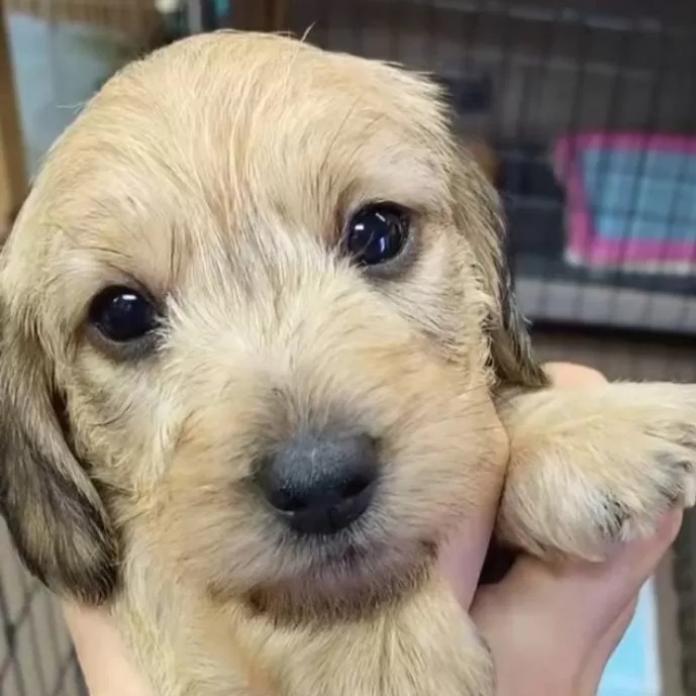 ミニチュアダックスフンド(ワイアー)(長野県・男の子・2025/12/26・ウィートン)の子犬情報! | 宮嵜 尚美ブリーダー(1093)