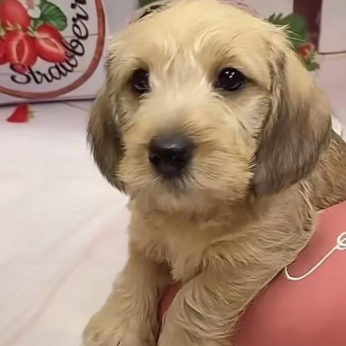 ミニチュアダックスフンド(ワイアー)(長野県・男の子・2025/12/26・ウィートン)の子犬情報! | 宮嵜 尚美ブリーダー(1093)