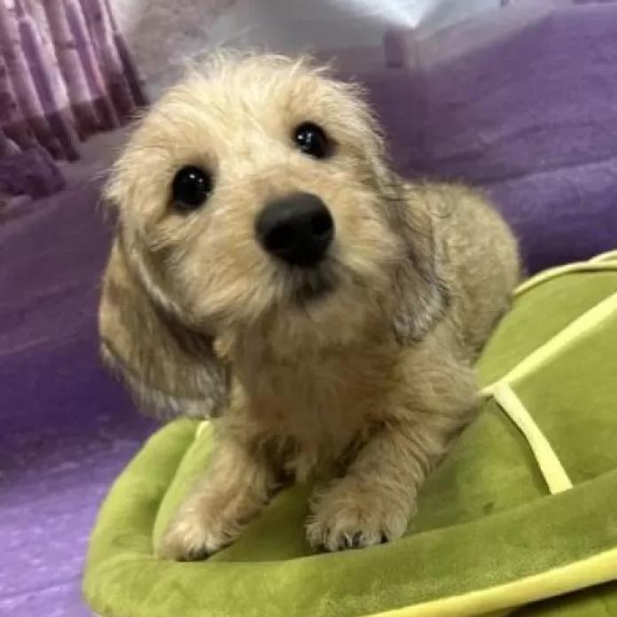 ミニチュアダックスフンド(ワイアー)(長野県・男の子・2025/12/26・ウィートン)の子犬情報! | 宮嵜 尚美ブリーダー(1093)