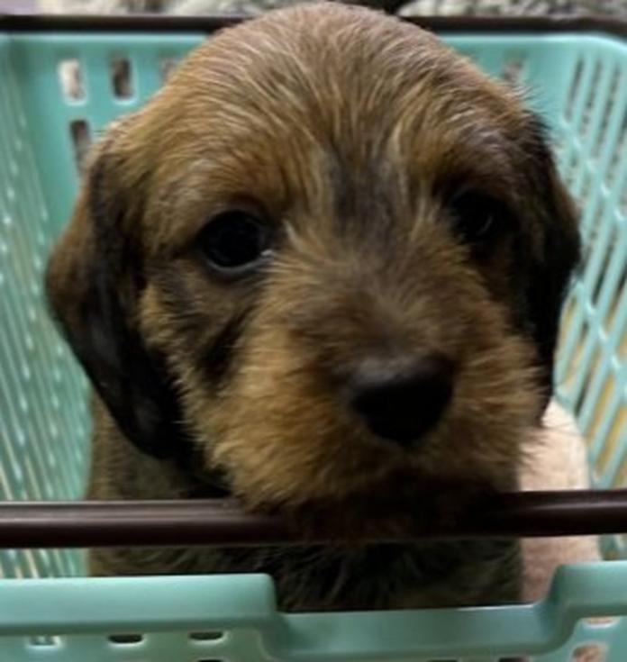 ミニチュアダックスフンド(ワイアー)(1491)の子犬情報