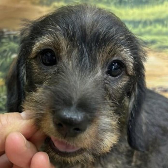 ミニチュアダックスフンド(ワイアー)(1493)の子犬情報