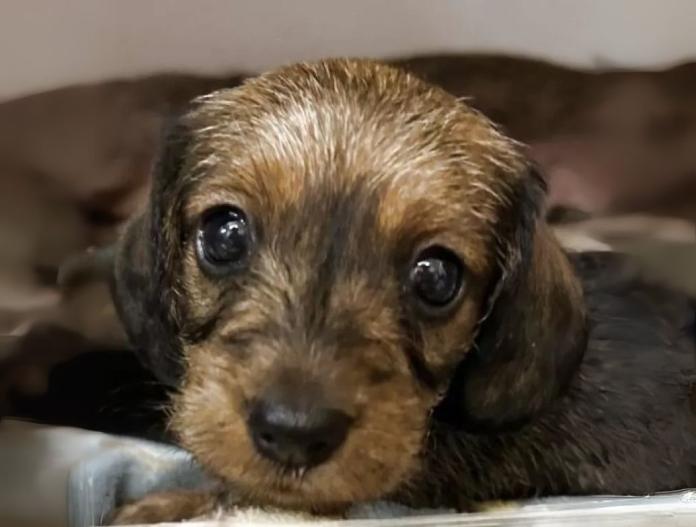 犬のプロフィール画像