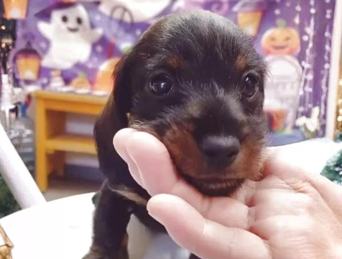 犬のプロフィール画像