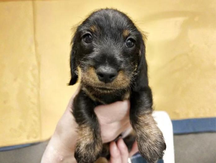 犬のプロフィール画像