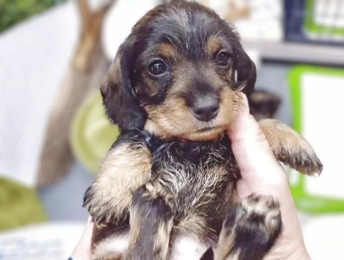 犬のプロフィール画像